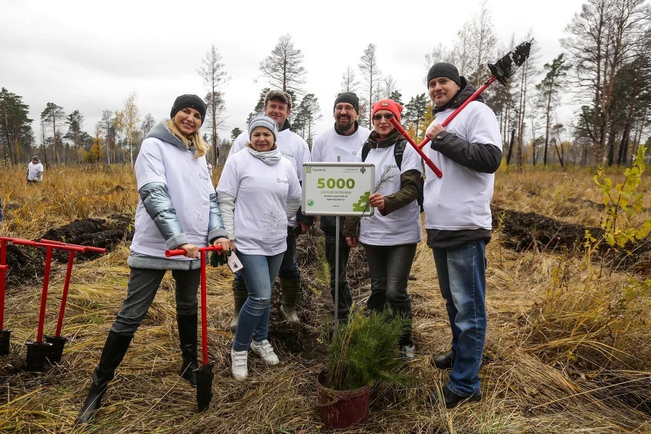 Фото Волонтёры Сбера в Новосибирской области помогли высадить 5 тысяч саженцев лиственницы 2